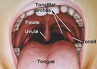 look ma, those are my tonsils!